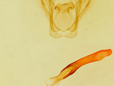 genitalia view of adult Rifargia subrotata