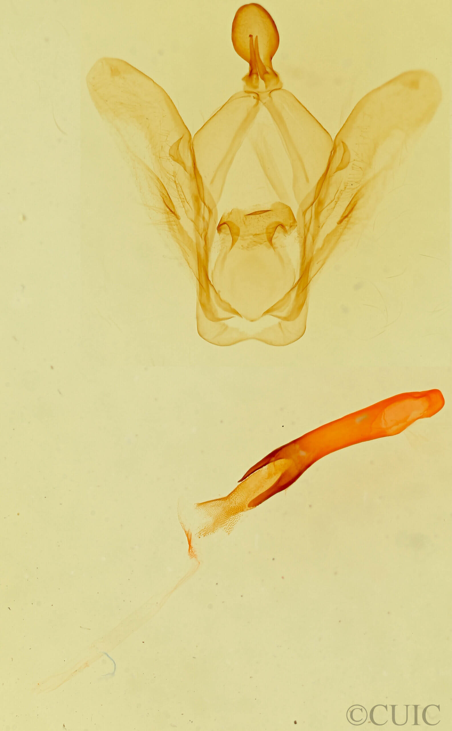 genitalia view of adult Rifargia subrotata
