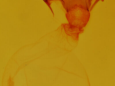 genitalia view of adult Heterocampa subrotata celtiphaga