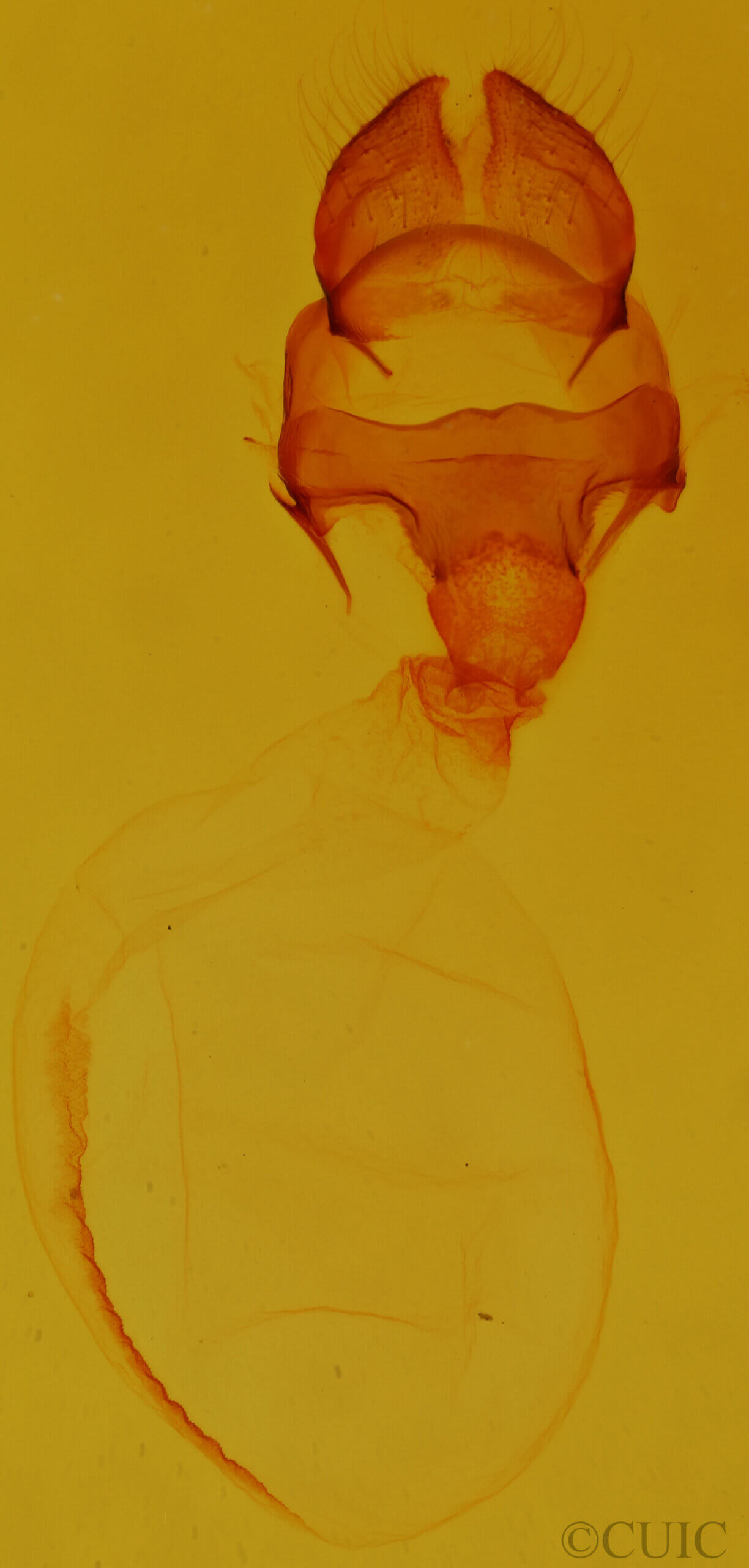 genitalia view of adult Heterocampa subrotata celtiphaga