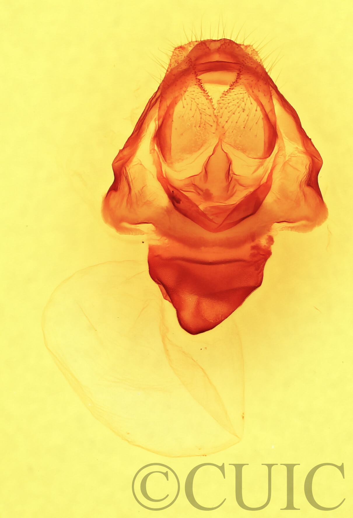 genitalia view of adult Cecrita geronimo