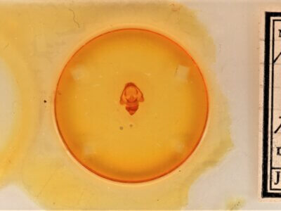 slide view of adult Cecrita geronimo