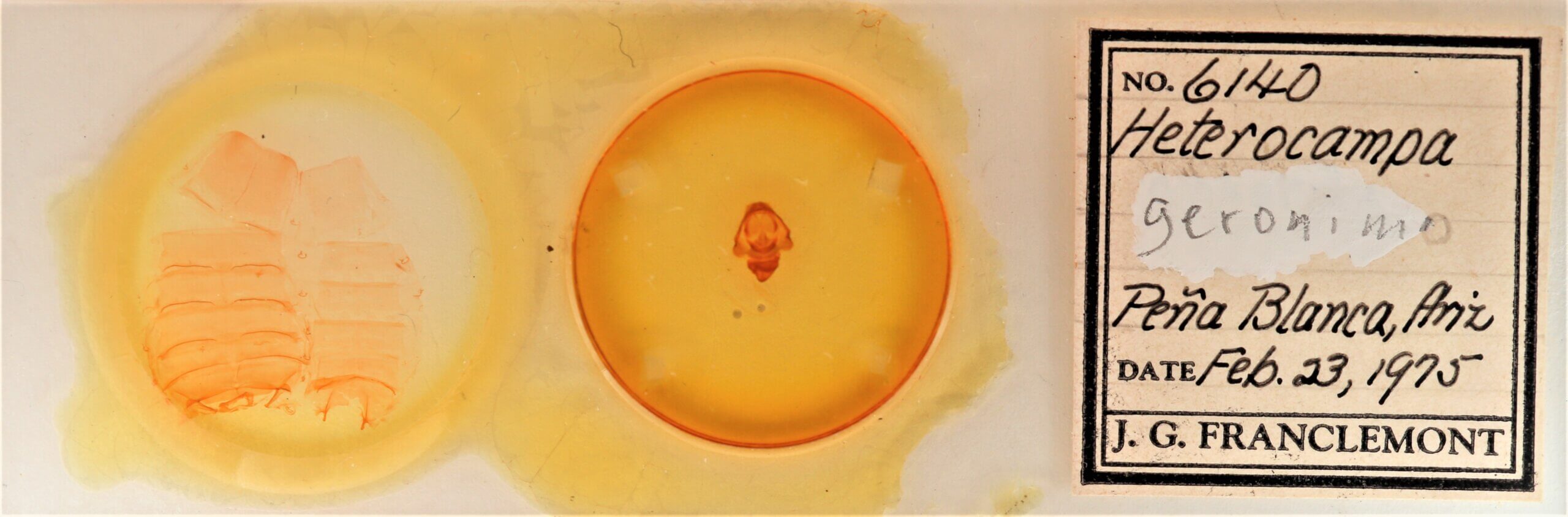 slide view of adult Cecrita geronimo