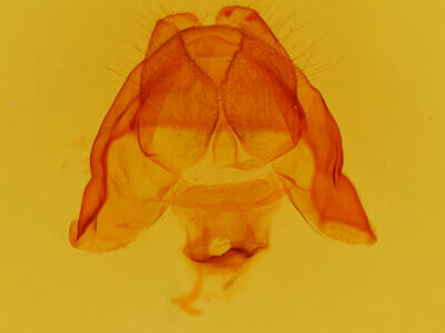 genitalia view of adult Cecrita incongrua