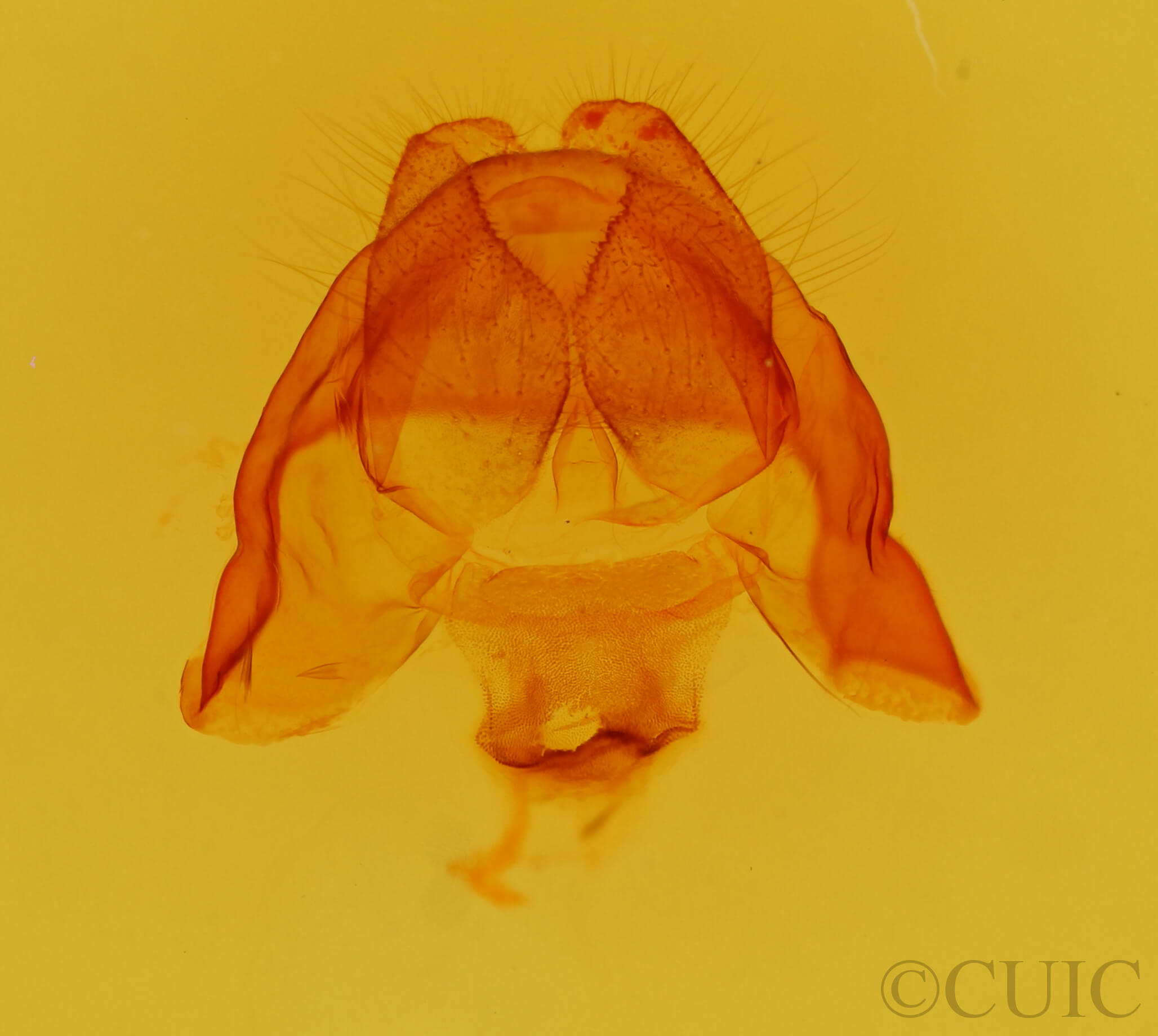 genitalia view of adult Cecrita incongrua