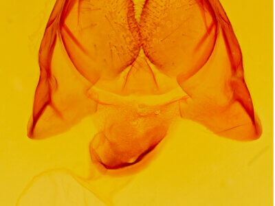 genitalia view of adult Cecrita incongrua