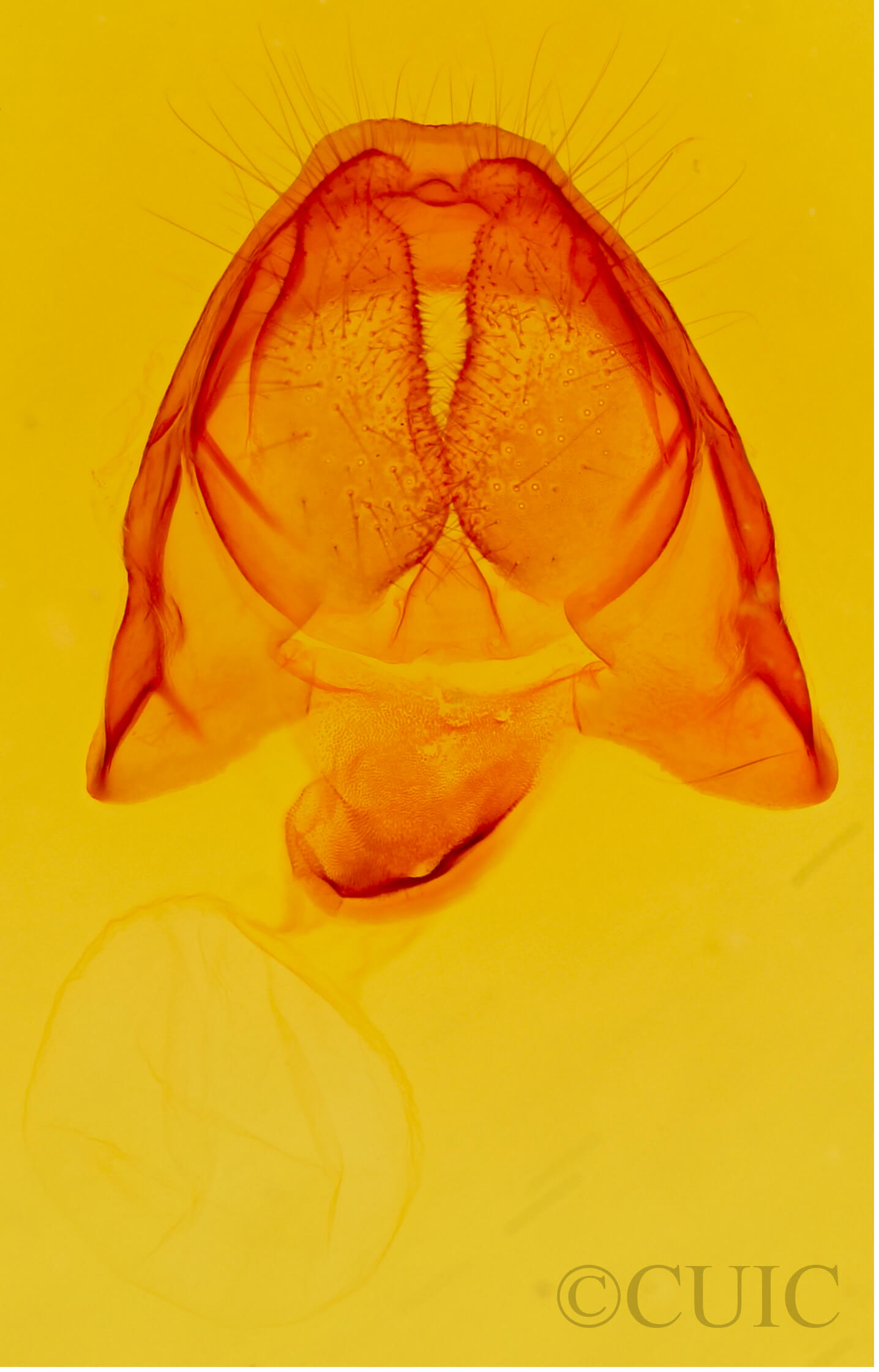 genitalia view of adult Cecrita incongrua