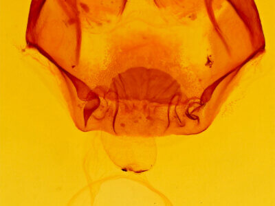 genitalia view of adult Cecrita lunata