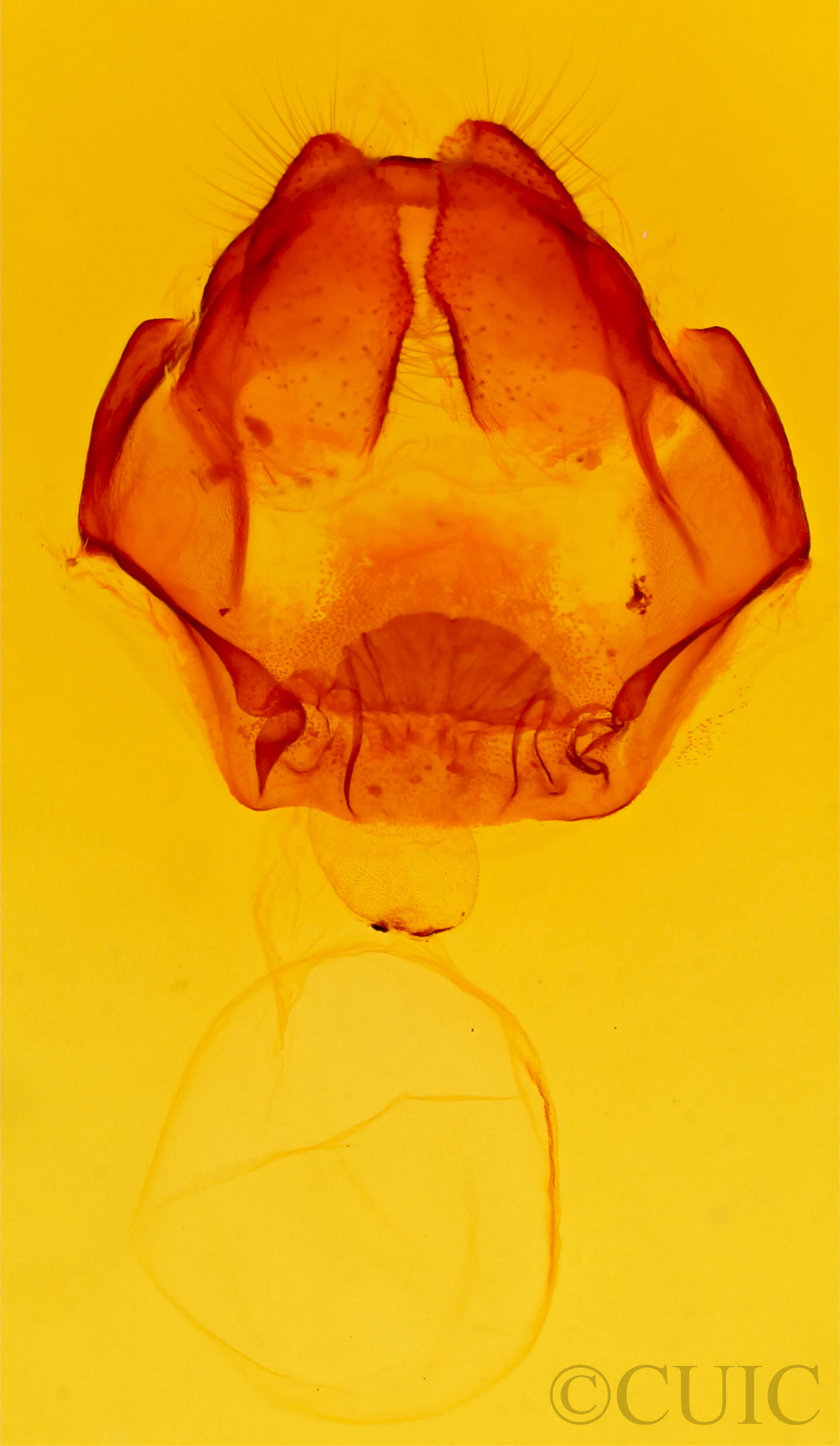 genitalia view of adult Cecrita lunata