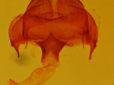 genitalia view of adult Heterocampa benetensis