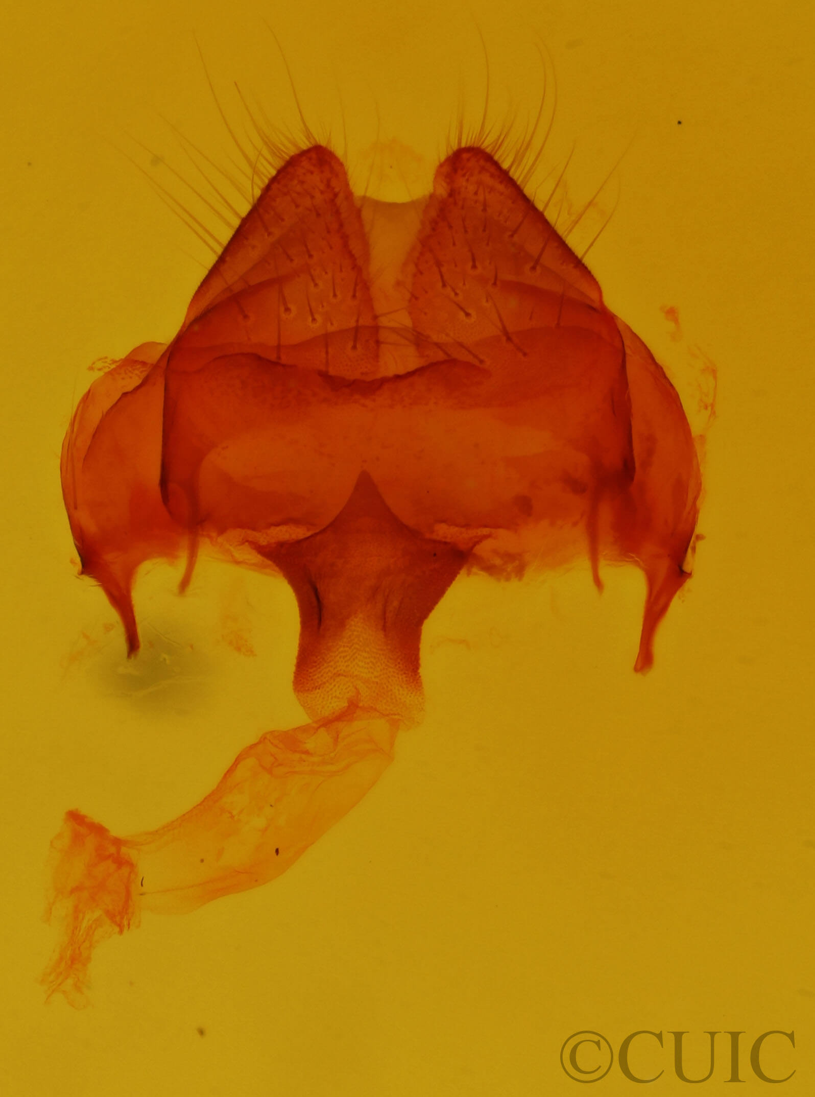 genitalia view of adult Heterocampa benetensis