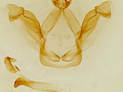 genitalia view of adult Macrurocampa ruficornis