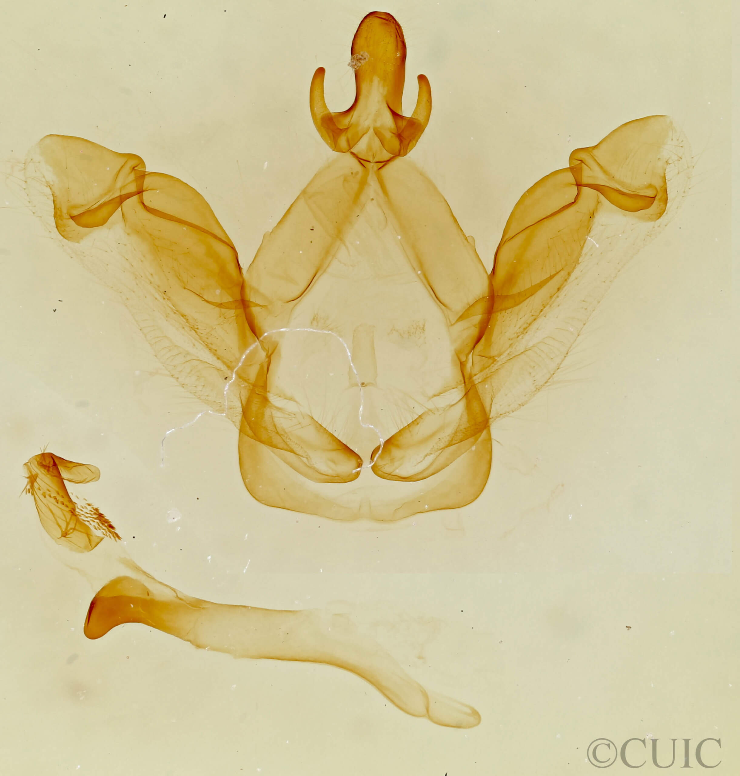 genitalia view of adult Macrurocampa ruficornis