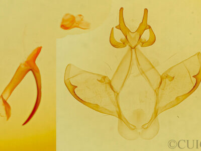 genitalia view of adult Heterocampa amanda