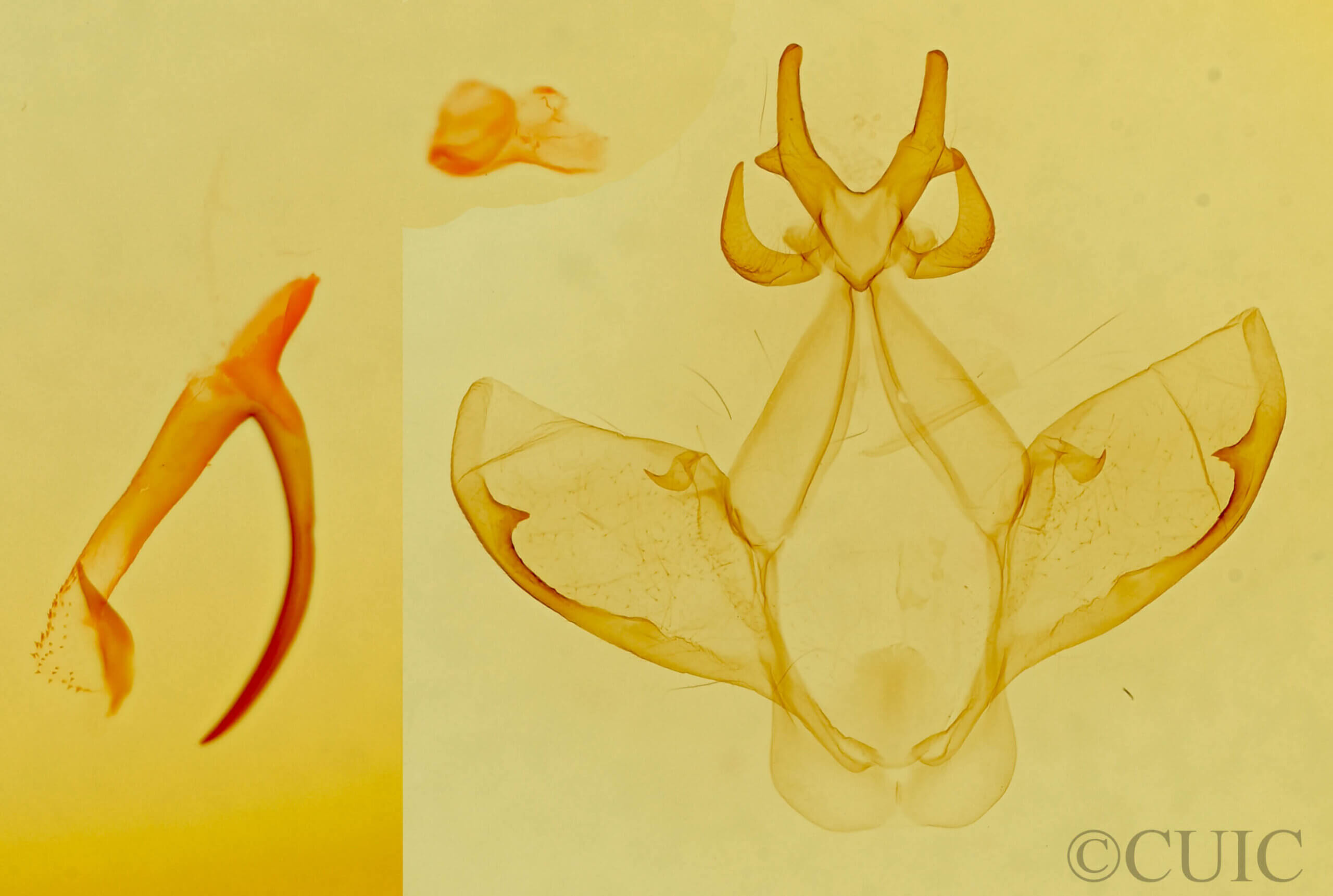 genitalia view of adult Heterocampa amanda