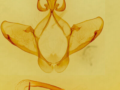 genitalia view of adult Heterocampa averna