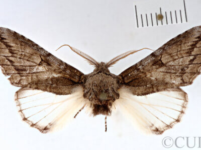 dorsal view of adult Heterocampa averna