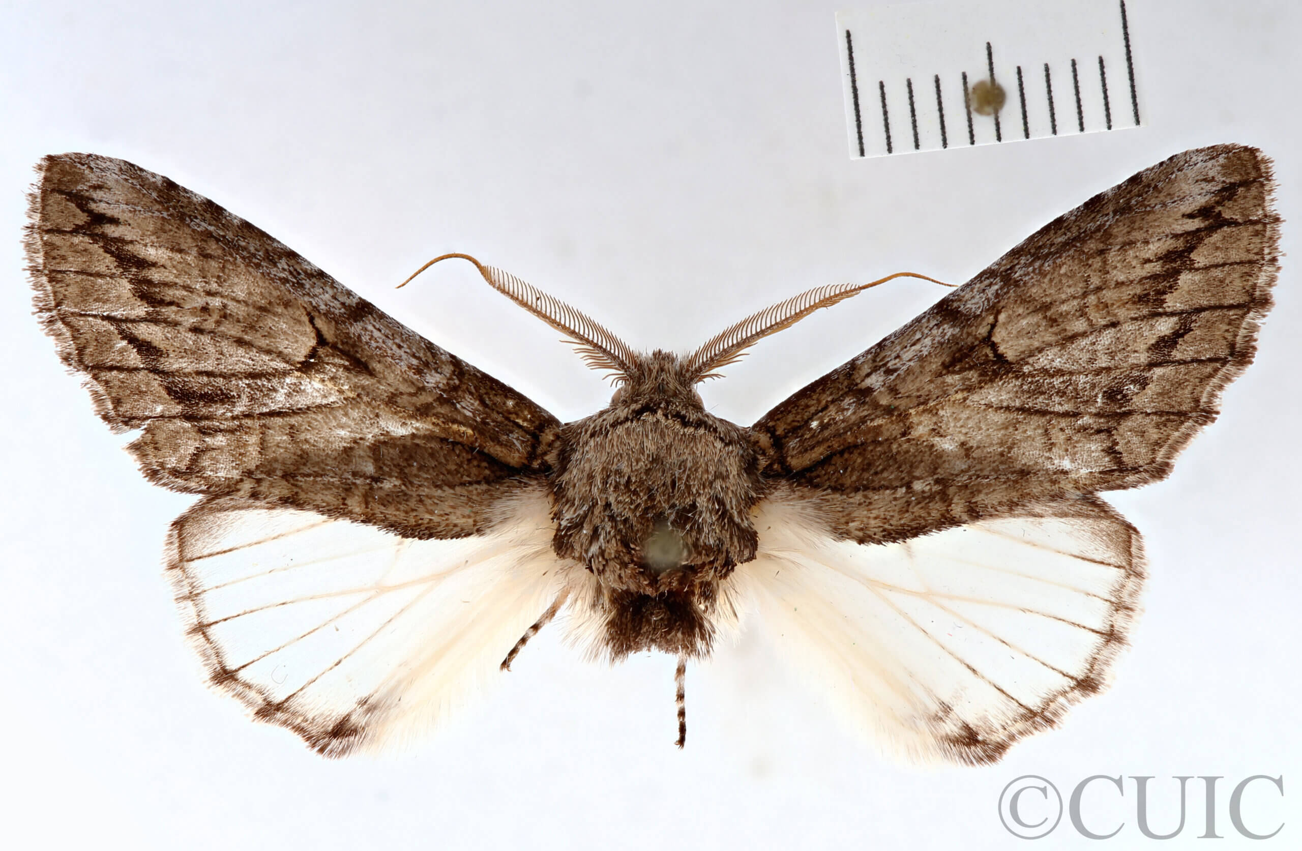 dorsal view of adult Heterocampa averna