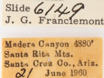 label view of adult Heterocampa averna