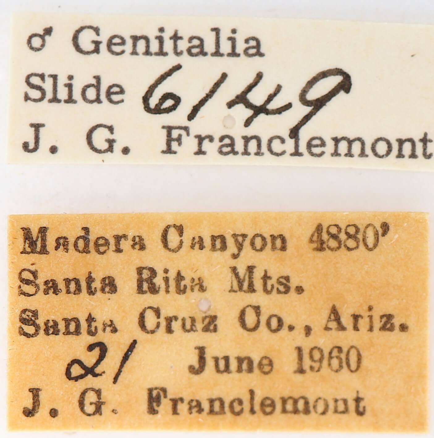 label view of adult Heterocampa averna