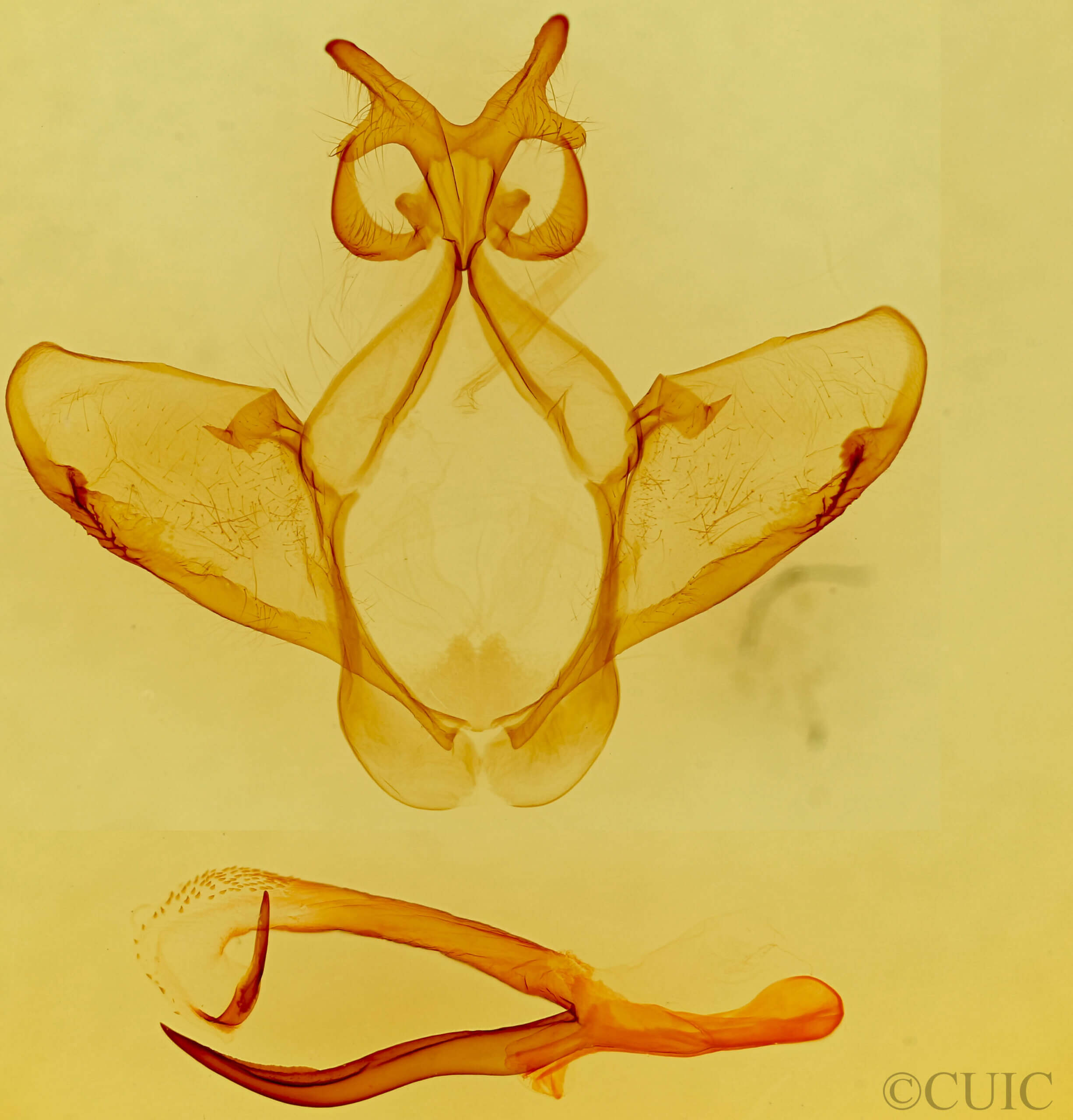 genitalia view of adult Heterocampa averna