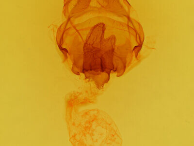 genitalia view of adult Heterocampa averna