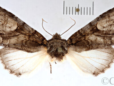 dorsal view of adult Heterocampa averna