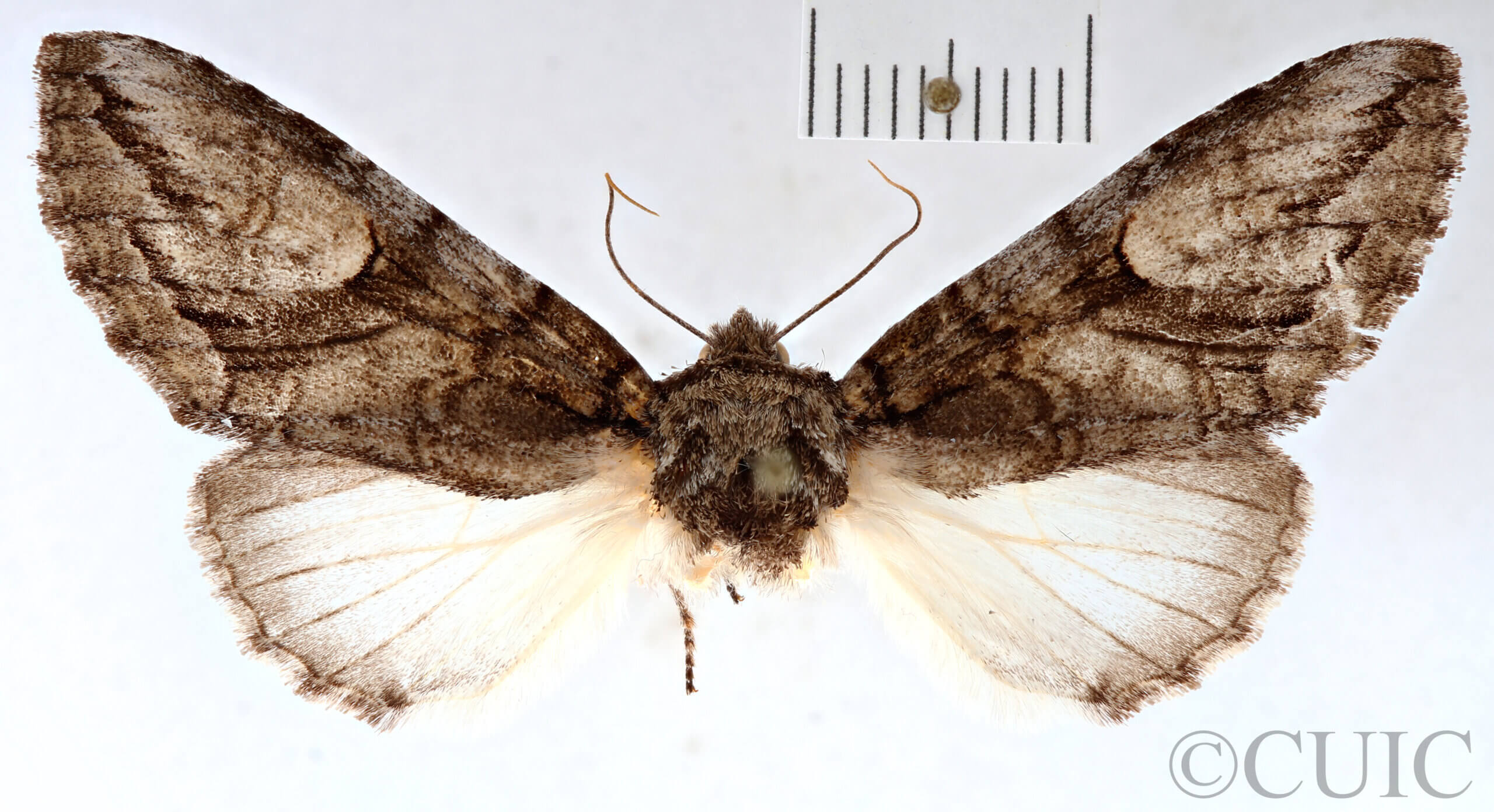 dorsal view of adult Heterocampa averna