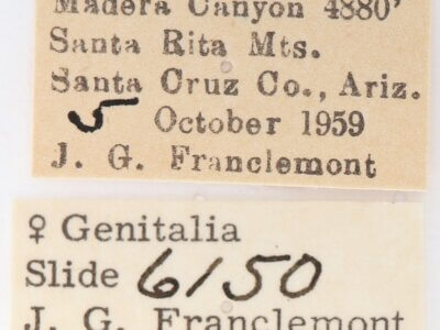 label view of adult Heterocampa averna