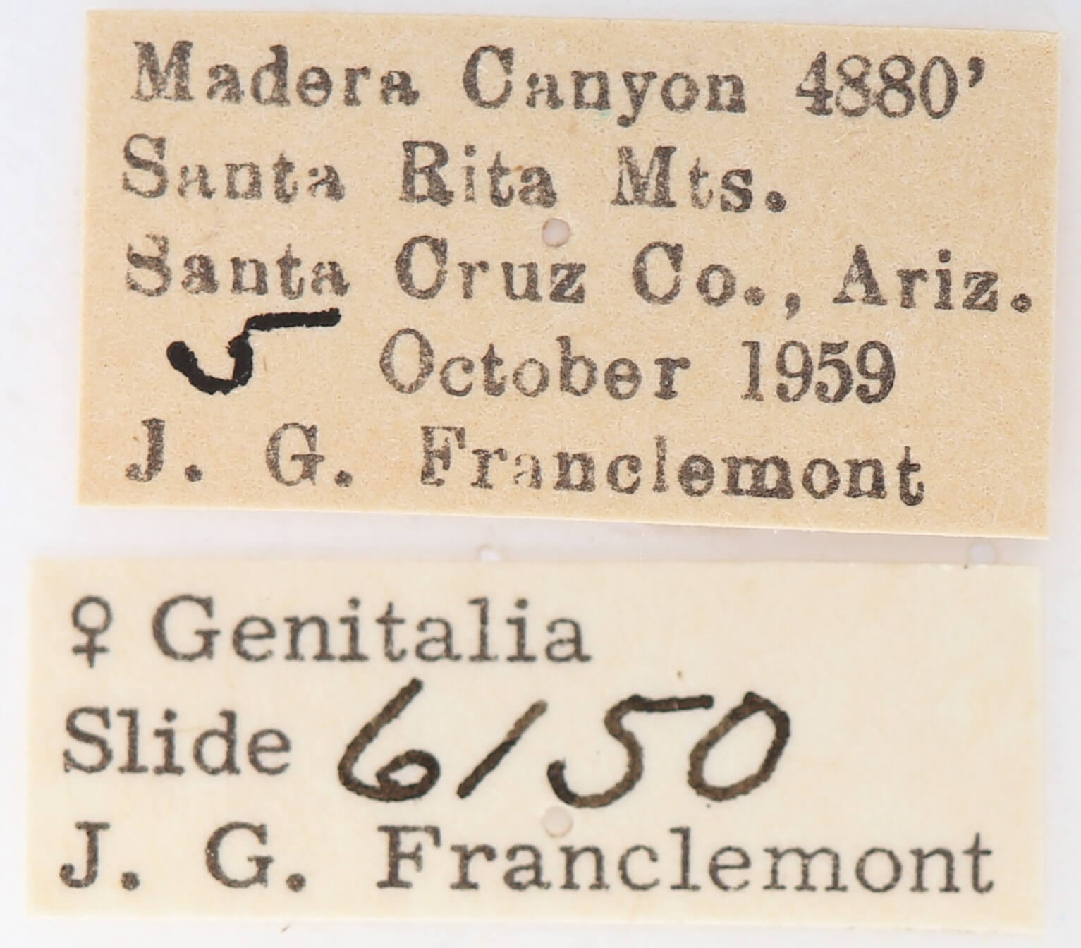 label view of adult Heterocampa averna