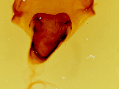 genitalia view of adult Macrurocampa gigantea