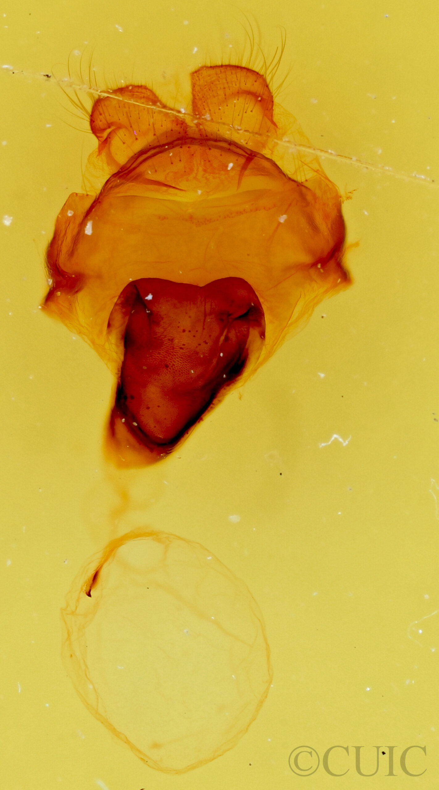 genitalia view of adult Macrurocampa gigantea