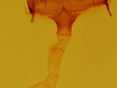 genitalia view of adult Heterocampa benetensis