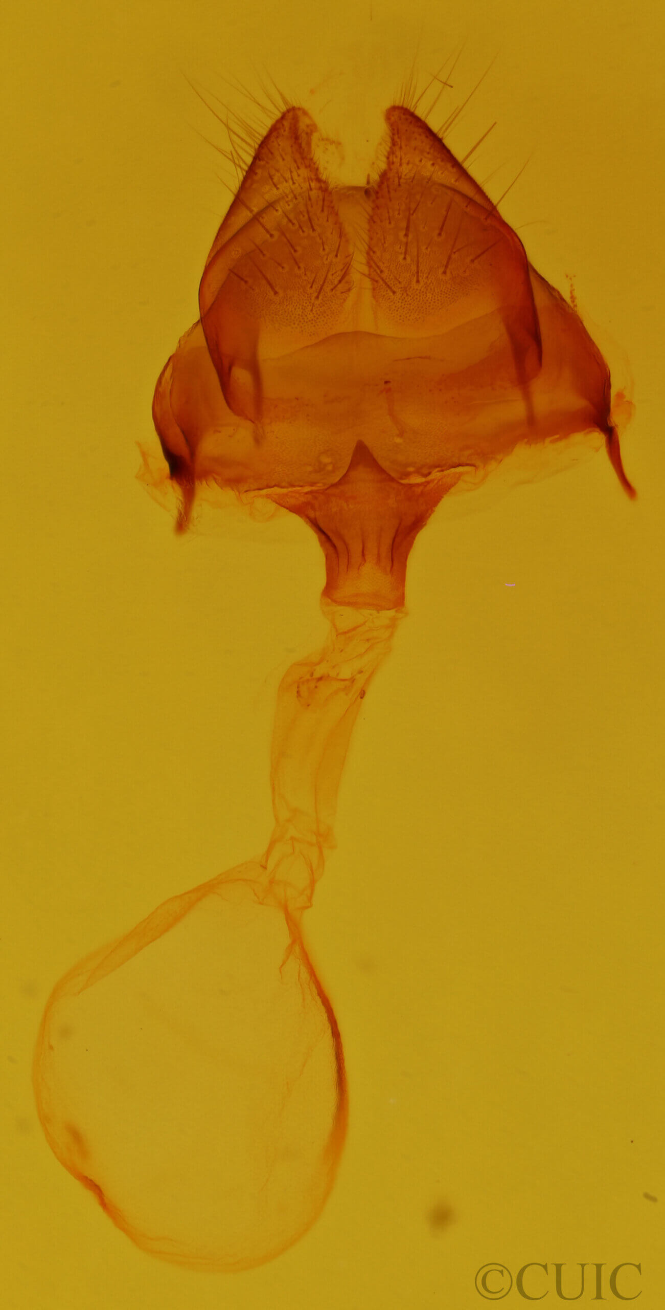 genitalia view of adult Heterocampa benetensis