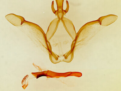 genitalia view of adult Macrurocampa alpina