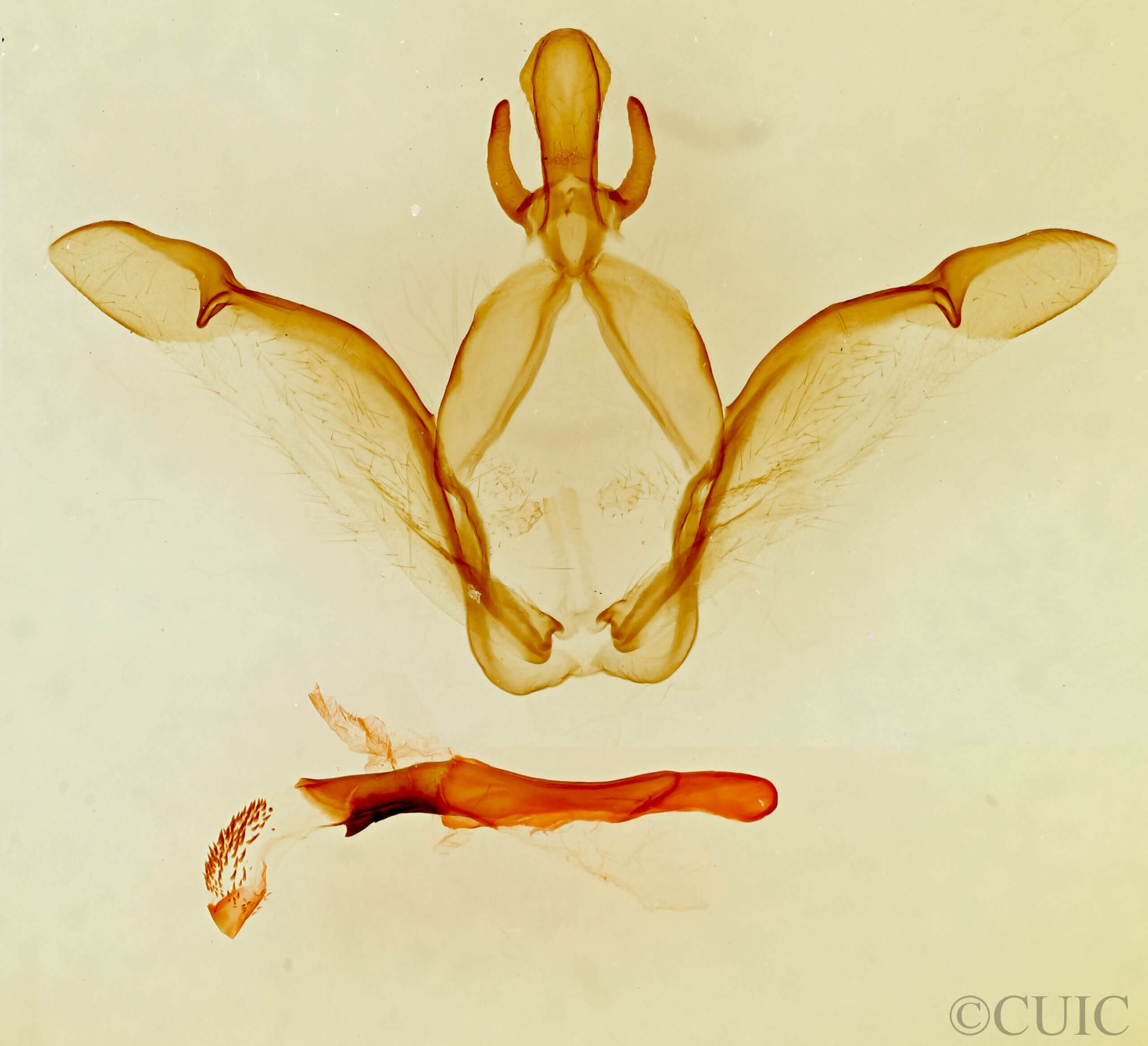 genitalia view of adult Macrurocampa alpina