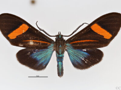 dorsal view of adult Callopepla inachia