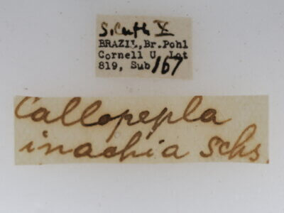 label view of adult Callopepla inachia