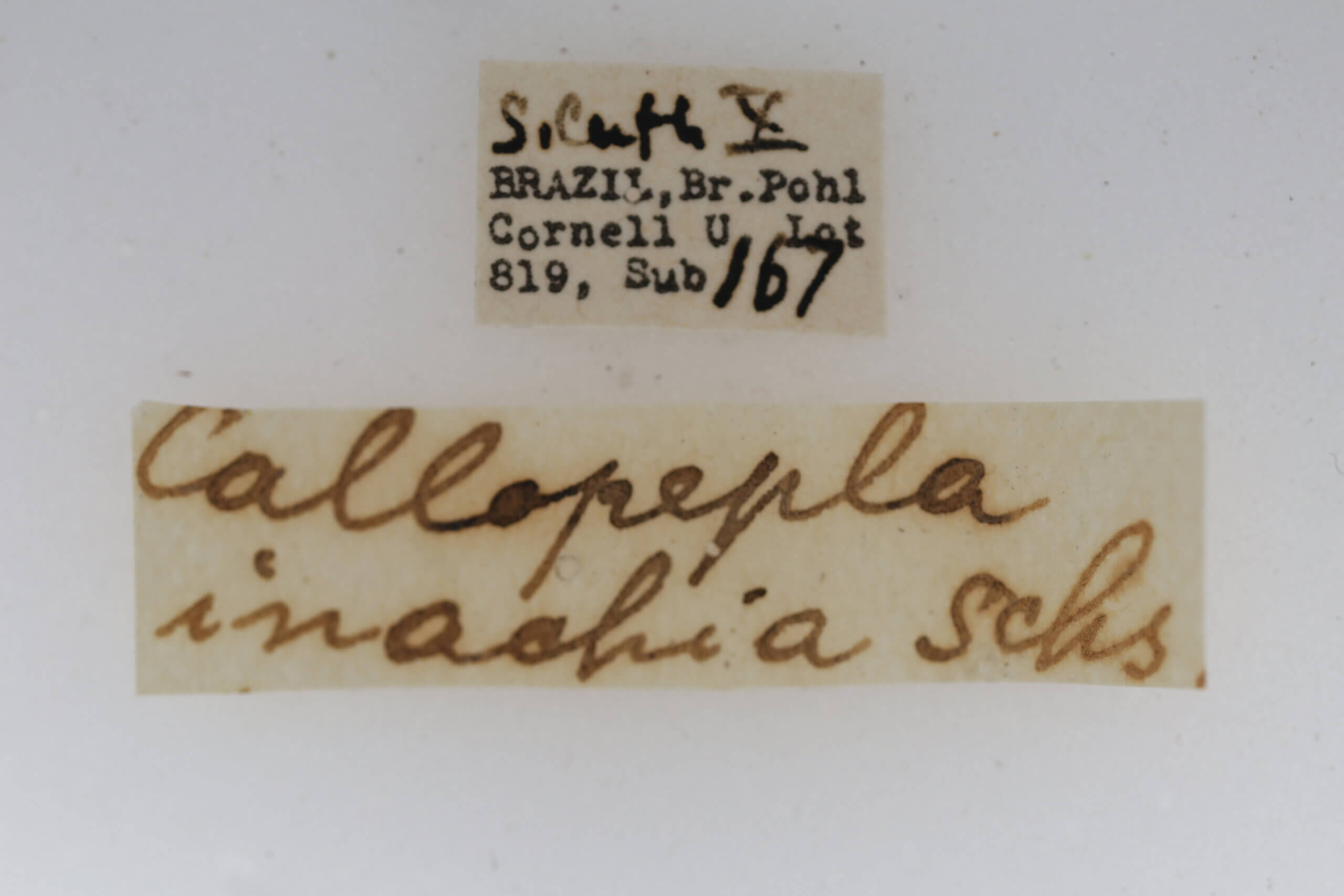 label view of adult Callopepla inachia