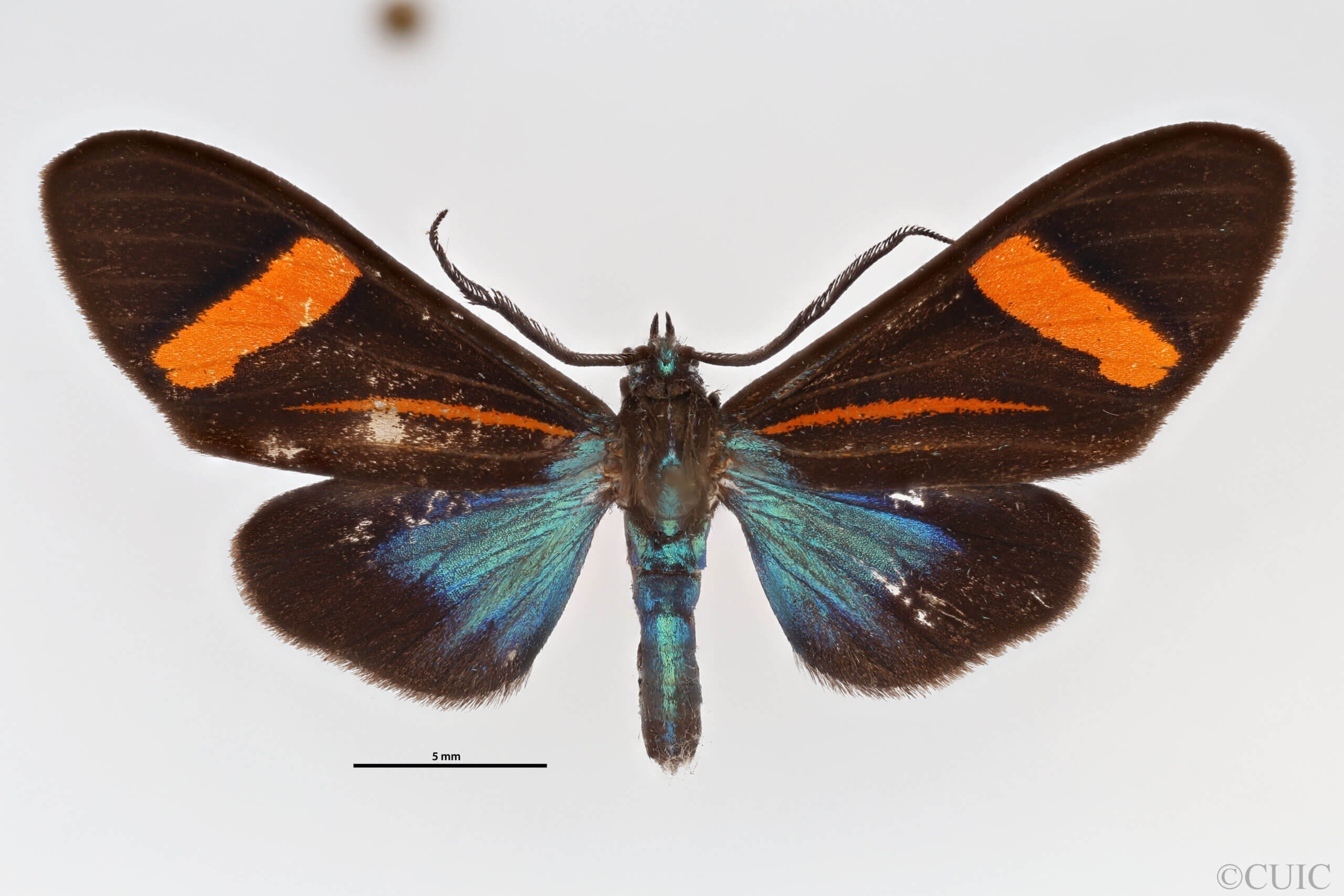 dorsal view of adult Callopepla inachia