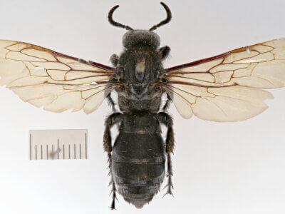 dorsal view of adult Campsomeris brethesi