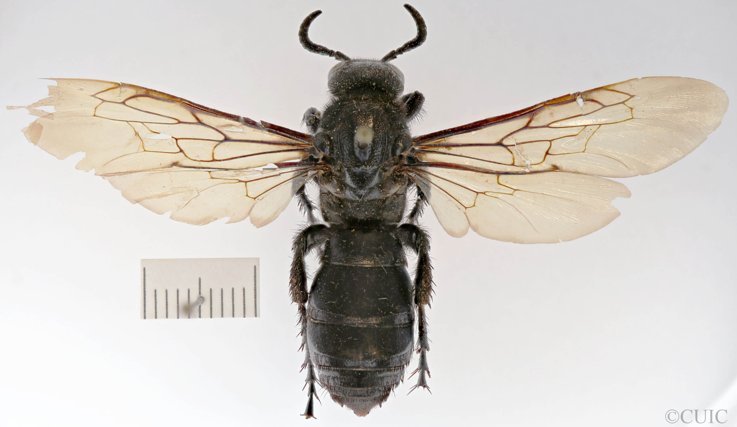 dorsal view of adult Campsomeris brethesi