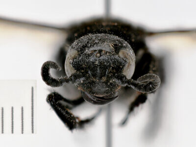 adult Campsomeris brethesi