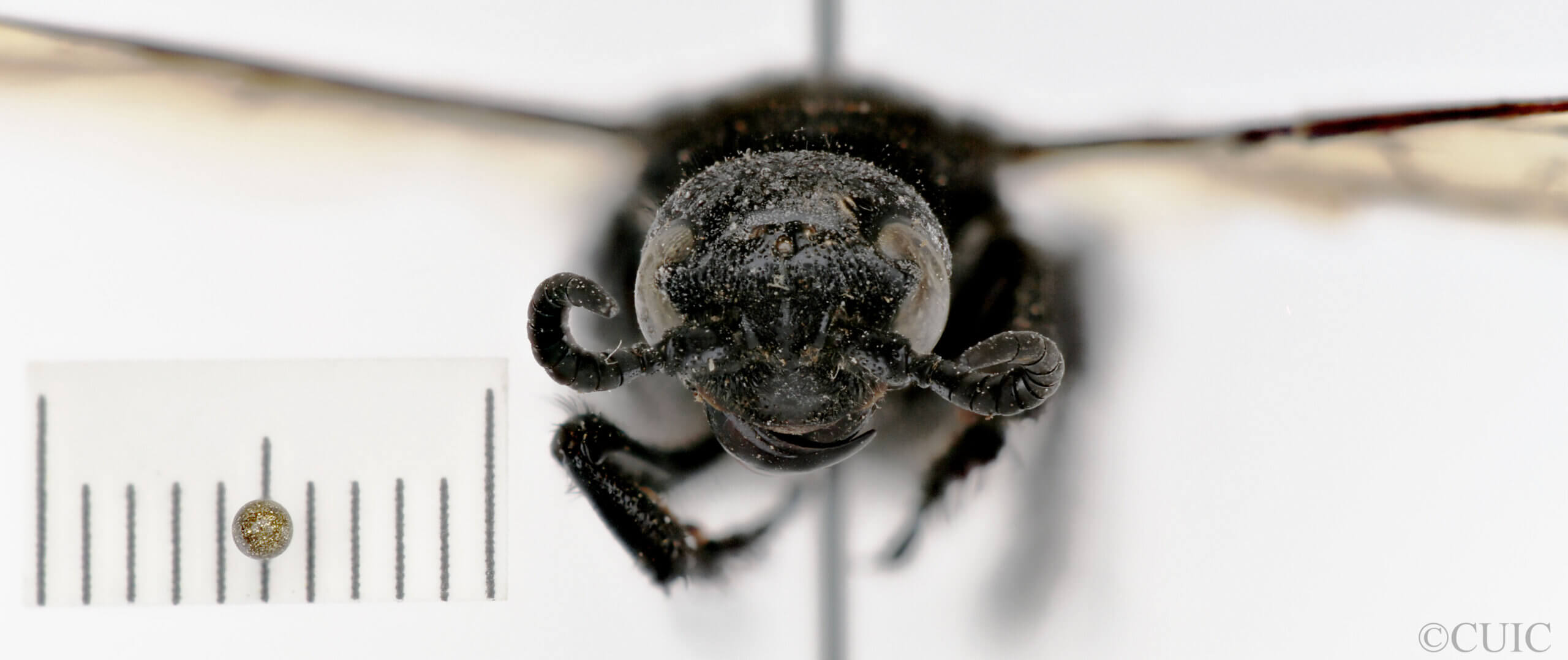 adult Campsomeris brethesi