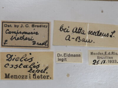 label view of adult Campsomeris brethesi