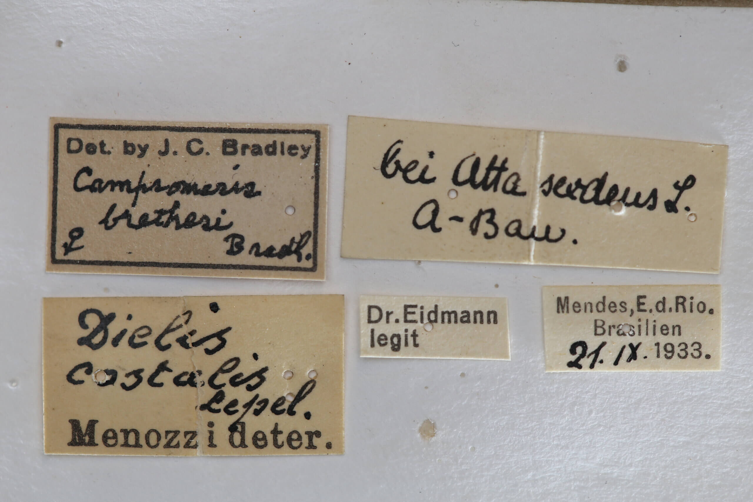 label view of adult Campsomeris brethesi