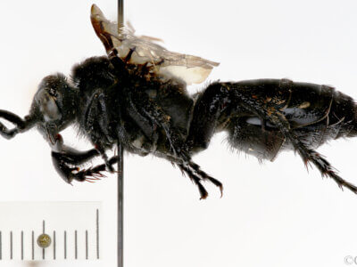 lateral view of adult Campsomeris brethesi