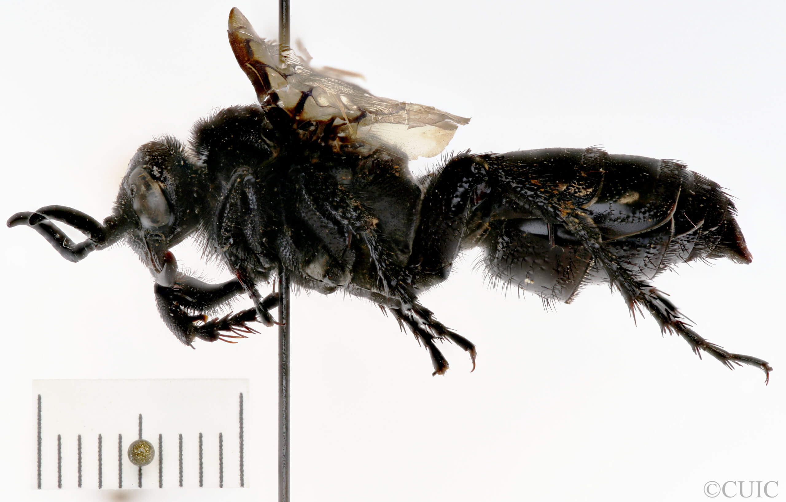 lateral view of adult Campsomeris brethesi