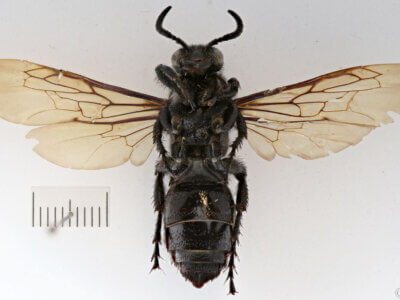 ventral view of adult Campsomeris brethesi