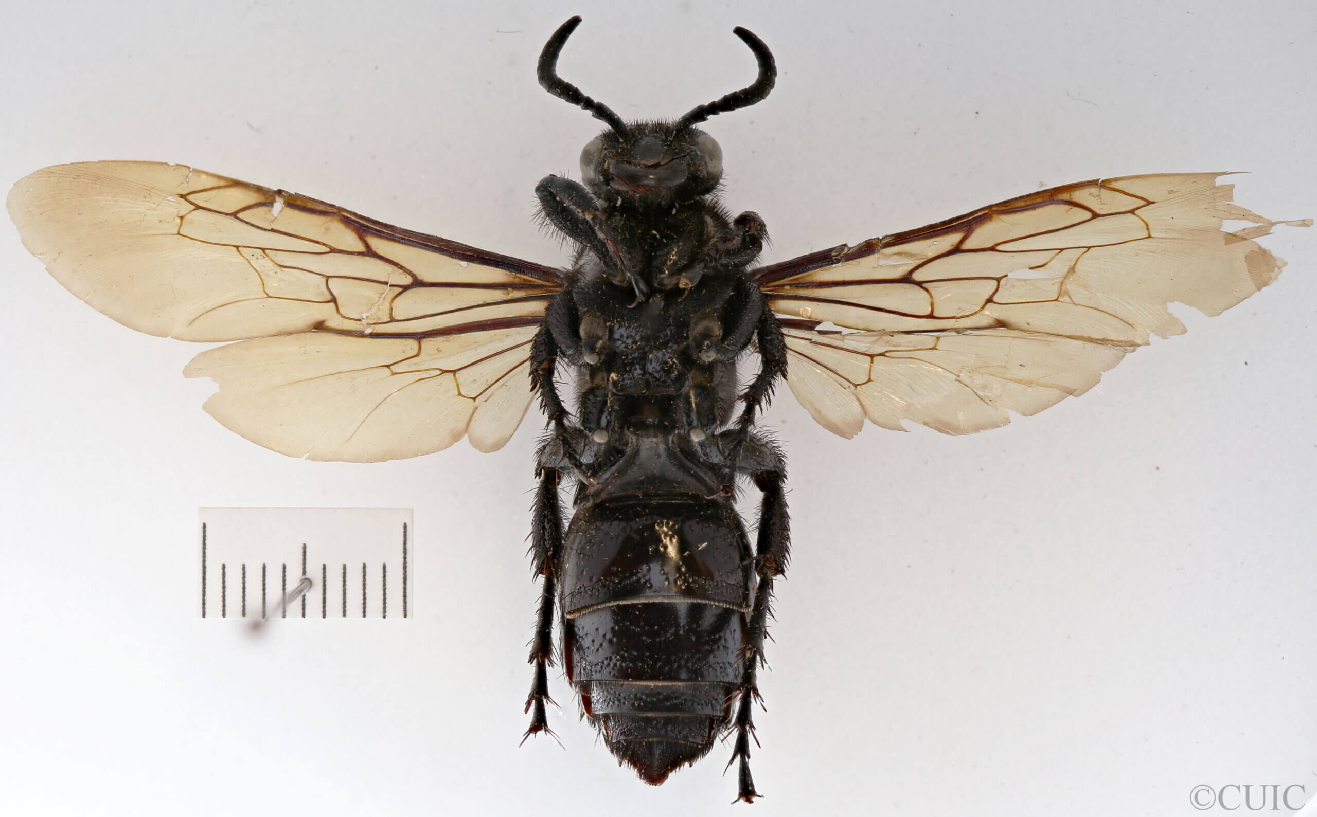 ventral view of adult Campsomeris brethesi